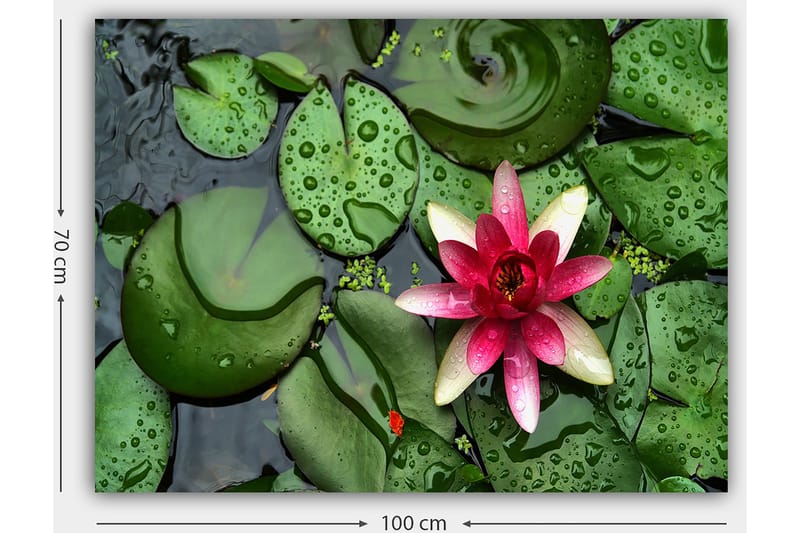 Canvastavla 70x100 cm - Vacker vattenlilja som blommar på en yta av gröna näckrosblad - Grön / Rosa / Vit - Inredning & dekor - Tavlor & konst - Canvastavla