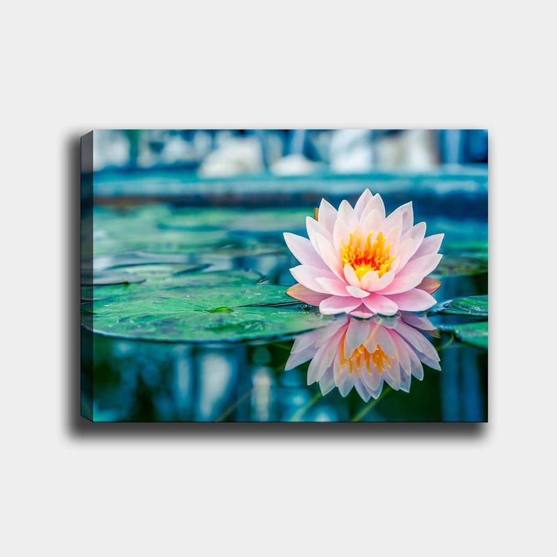 Canvastavla 70x100 cm - Vacker vattenlilja som flyter på en stilla sjö med gröna näckrosblad - Rosa / Grönt / Gult - Inredning & dekor - Tavlor & konst - Canvastavla
