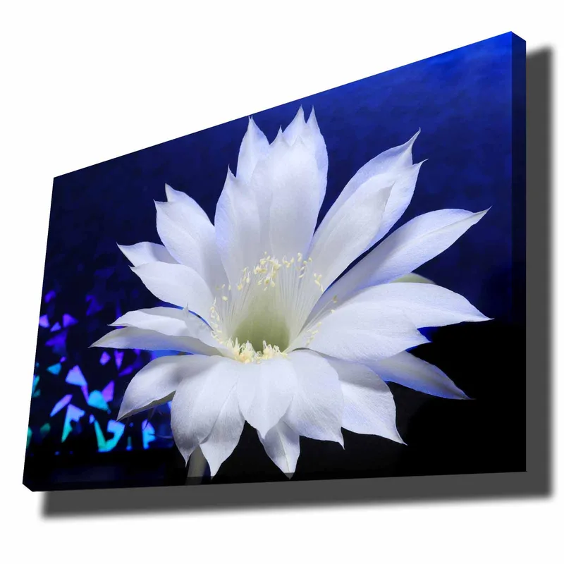 Canvastavla 70x100 cm - Vacker vit kaktusblomma i fokus mot en djupblå bakgrund, Vit / Blå