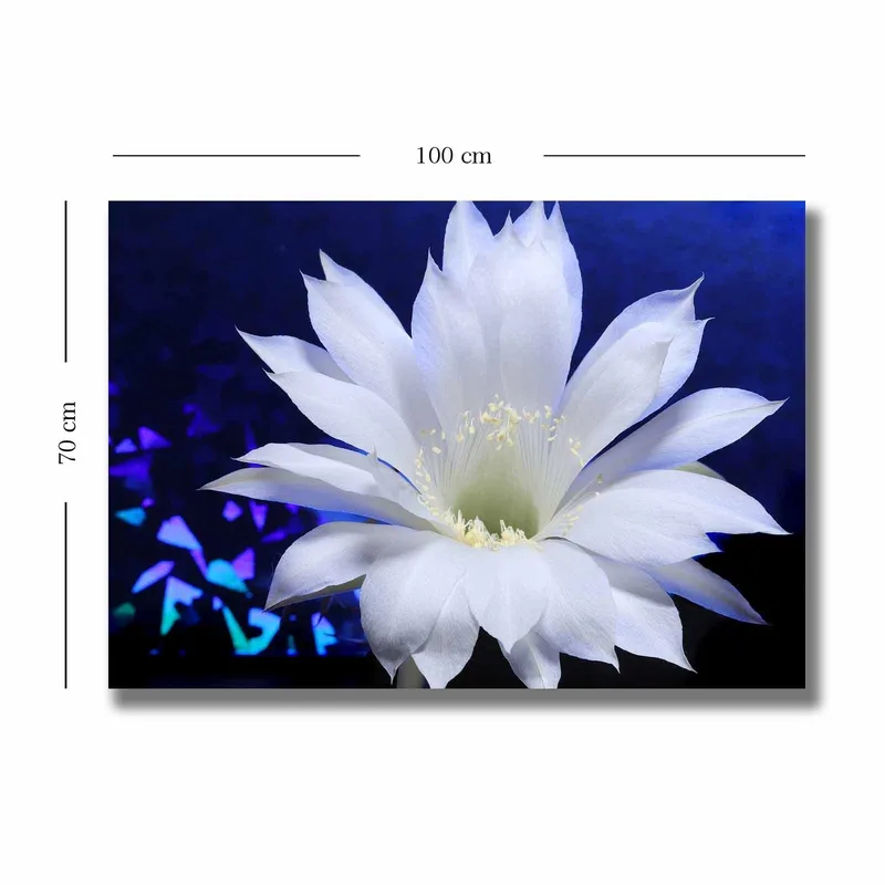 Canvastavla 70x100 cm - Vacker vit kaktusblomma i fokus mot en djupblå bakgrund - Vit / Blå - Inredning & dekor - Tavlor & konst - Canvastavla