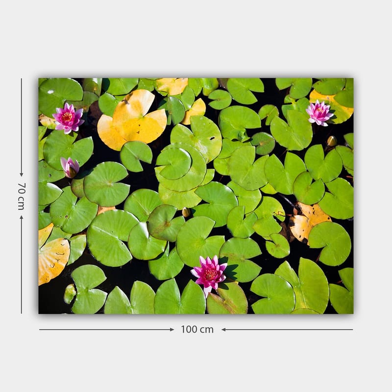 Canvastavla 70x100 cm - Vacker vy av näckrosor som flyter på en spegelblanka vattenyta omgiven av gröna liljeblad - Grön / Rosa / Gul - Inredning & dekor - Tavlor & konst - Canvastavla
