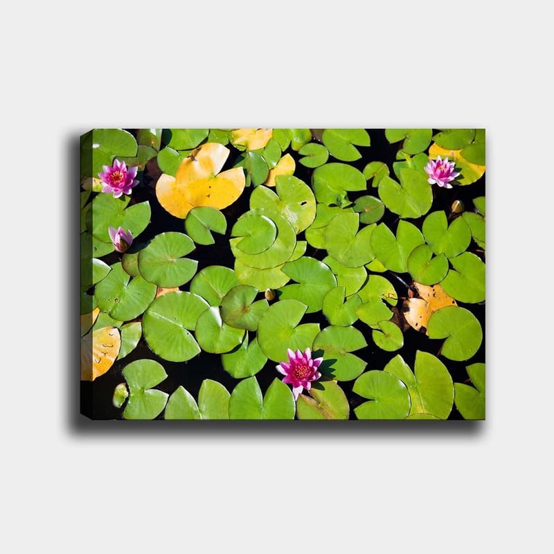 Canvastavla 70x100 cm - Vacker vy av näckrosor som flyter på en spegelblanka vattenyta omgiven av gröna liljeblad - Grön / Rosa / Gul - Inredning & dekor - Tavlor & konst - Canvastavla