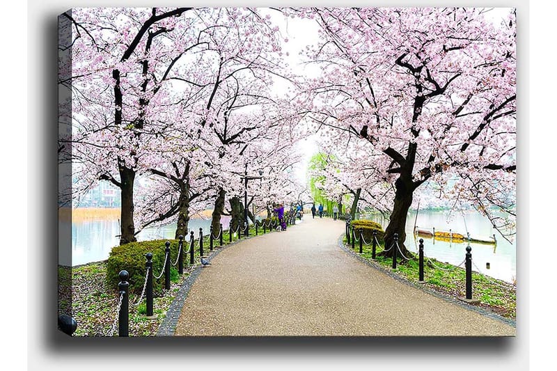 Canvastavla 70x100 cm - Vacker promenad kantad av körsbärsträd i full blom - Rosa / Grön / Brun - Inredning & dekor - Tavlor & konst - Canvastavla