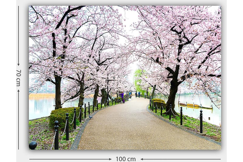 Canvastavla 70x100 cm - Vacker promenad kantad av körsbärsträd i full blom - Rosa / Grön / Brun - Inredning & dekor - Tavlor & konst - Canvastavla