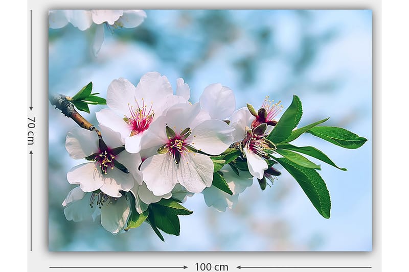Canvastavla 70x100 cm - Vackra körsbärsblommor i full blom på en gren - Vit / Grön / Rosa - Inredning & dekor - Tavlor & konst - Canvastavla