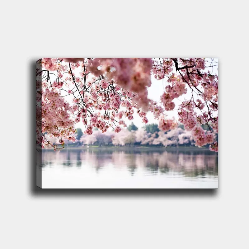 Canvastavla 70x100 cm - Vackra körsbärsblommor som sväva över en spegelblanka sjö, Ljusrosa / Mörkrosa / Grön