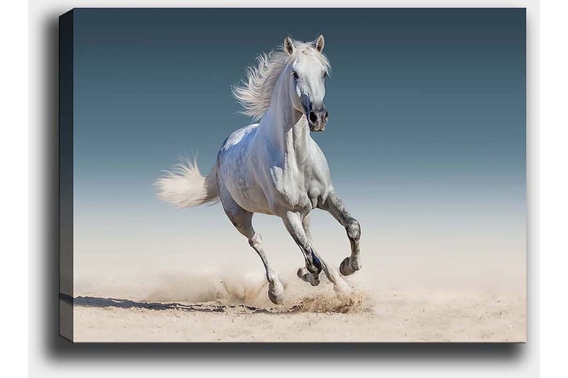 Canvastavla 70x100 cm - Vit häst som galopperar genom en sandig miljö - Vit / Beige / Ljusblå - Inredning & dekor - Tavlor & konst - Canvastavla