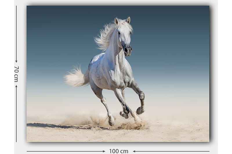 Canvastavla 70x100 cm - Vit häst som galopperar genom en sandig miljö - Vit / Beige / Ljusblå - Inredning & dekor - Tavlor & konst - Canvastavla