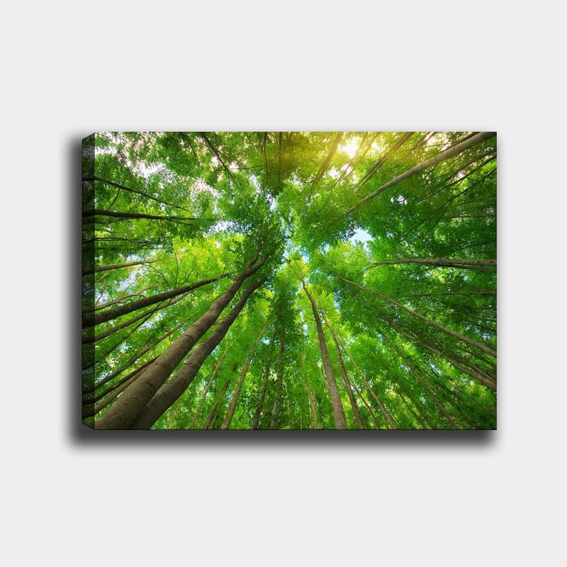 Canvastavla 70x100 cm - Vy av höga träd sedd från marken, som sträcker sig mot en klar himmel - Grön / Brun - Inredning & dekor - Tavlor & konst - Canvastavla