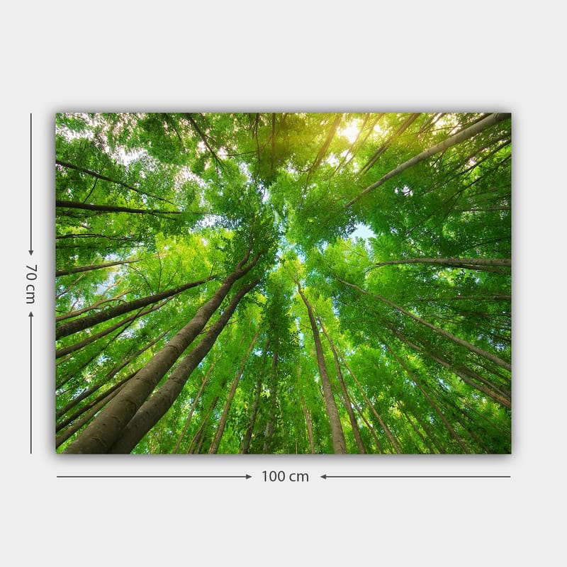 Canvastavla 70x100 cm - Vy av höga träd sedd från marken, som sträcker sig mot en klar himmel - Grön / Brun - Inredning & dekor - Tavlor & konst - Canvastavla