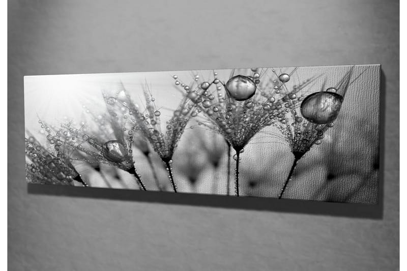 Canvastavla 80x30 cm - Svartvit bild av vattendroppar på fjädrar - Svart / Vitt / Grått - Inredning & dekor - Tavlor & konst - Canvastavla