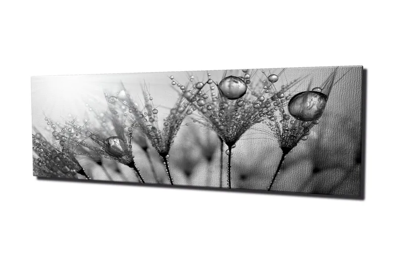 Canvastavla 80x30 cm - Svartvit bild av vattendroppar på fjädrar, Svart / Vitt / Grått