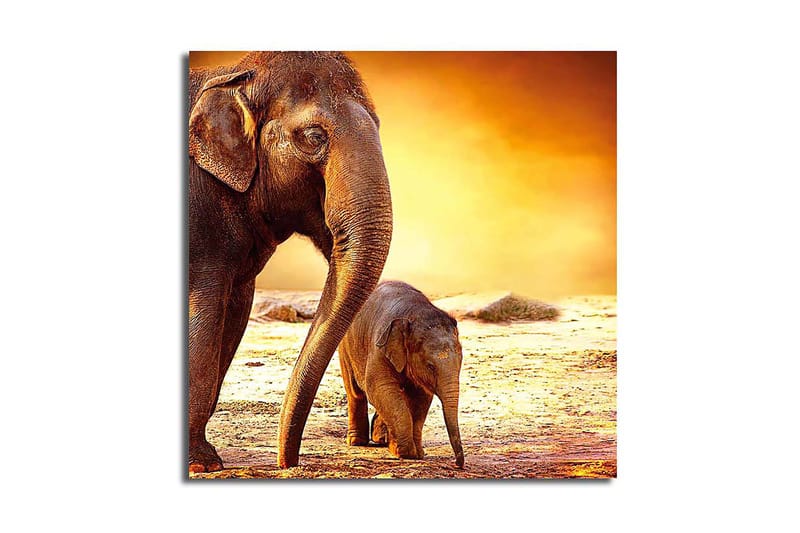 CANVASTAVLA Animal Flerfärgad 45x45 cm - Inredning & dekor - Tavlor & konst - Canvastavla