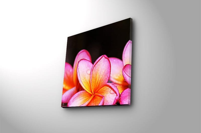 Canvastavla Animal Flerfärgad - 45x45 cm - Inredning & dekor - Tavlor & konst - Canvastavla