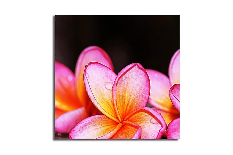 Canvastavla Animal Flerfärgad - 45x45 cm - Inredning & dekor - Tavlor & konst - Canvastavla