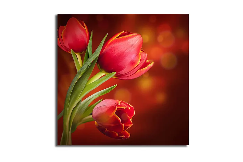 Canvastavla Animal Flerfärgad, 45x45 cm