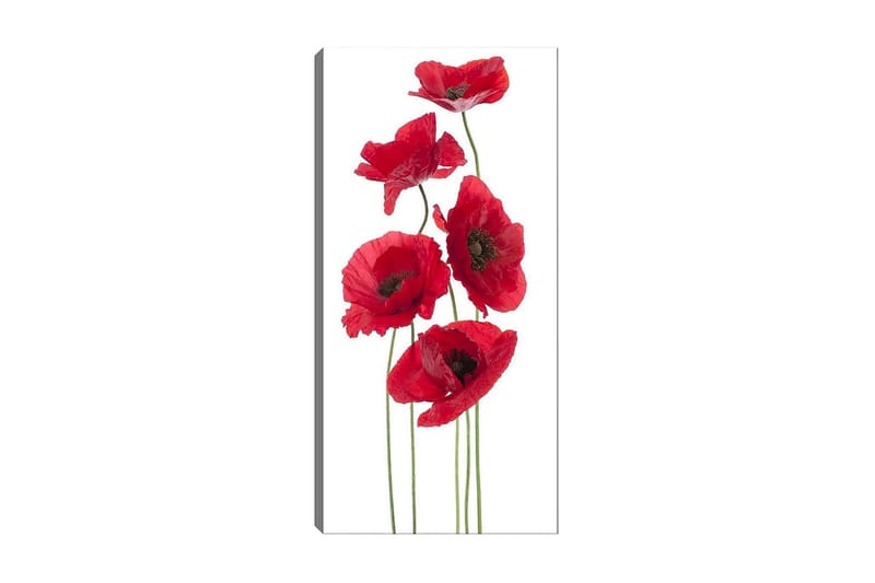 CANVASTAVLA DKY Floral & Botanical Flerfärgad 50x120 cm - Inredning & dekor - Tavlor & konst - Canvastavla