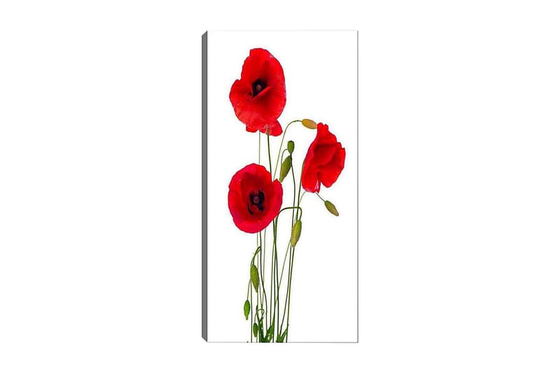 CANVASTAVLA DKY Floral & Botanical Flerfärgad 50x120 cm - Inredning & dekor - Tavlor & konst - Canvastavla