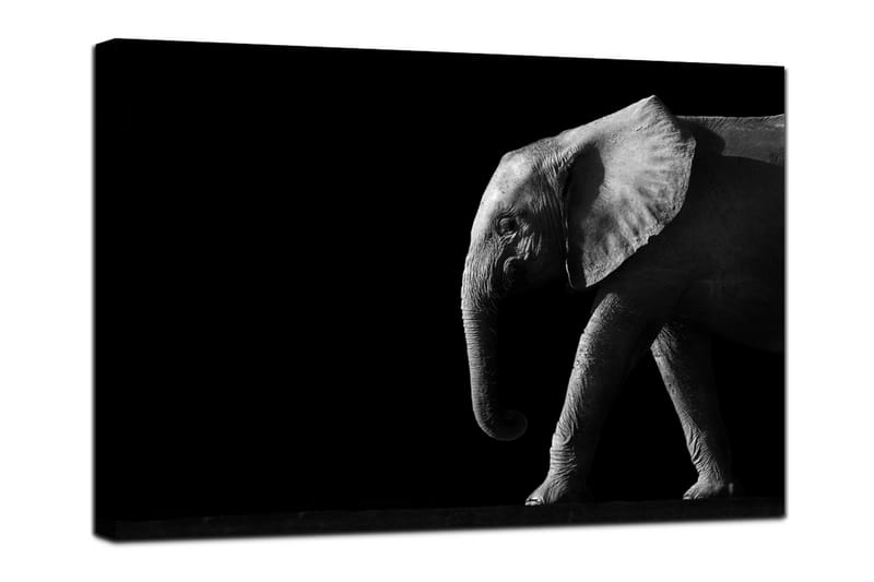 CANVASTAVLA Elephant Black - Canvastavla