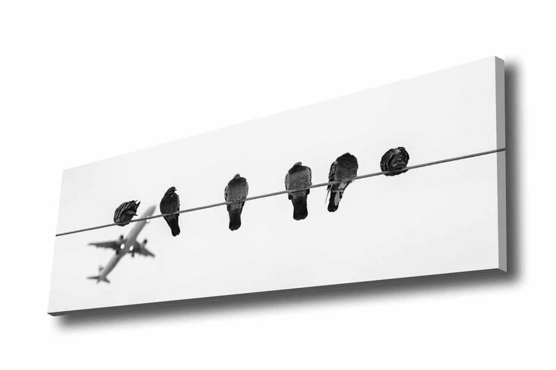 Canvastavla - Fåglar på en ledning med ett flygplan i bakgrunden, Svart / Vitt