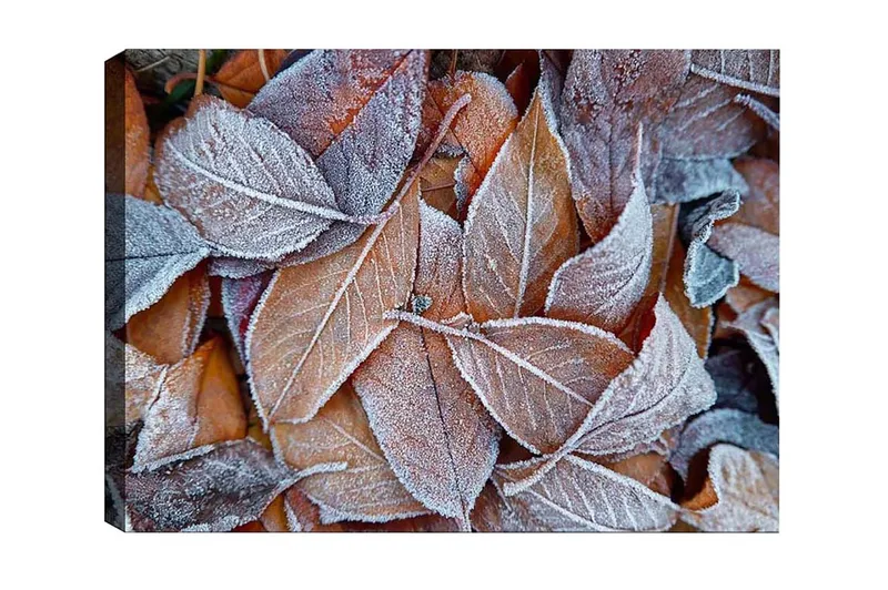 Canvastavla - Frostiga höstlöv i varma nyanser, Orange / Grå / Vit