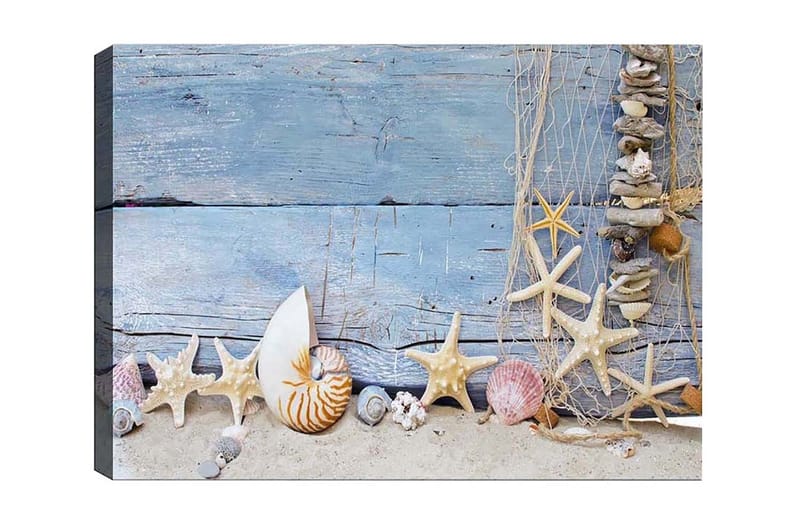 Canvastavla - Havsinspirerad samling av snäckor och sjöstjärnor - Blå / Beige / Vit - Inredning & dekor - Tavlor & konst - Canvastavla