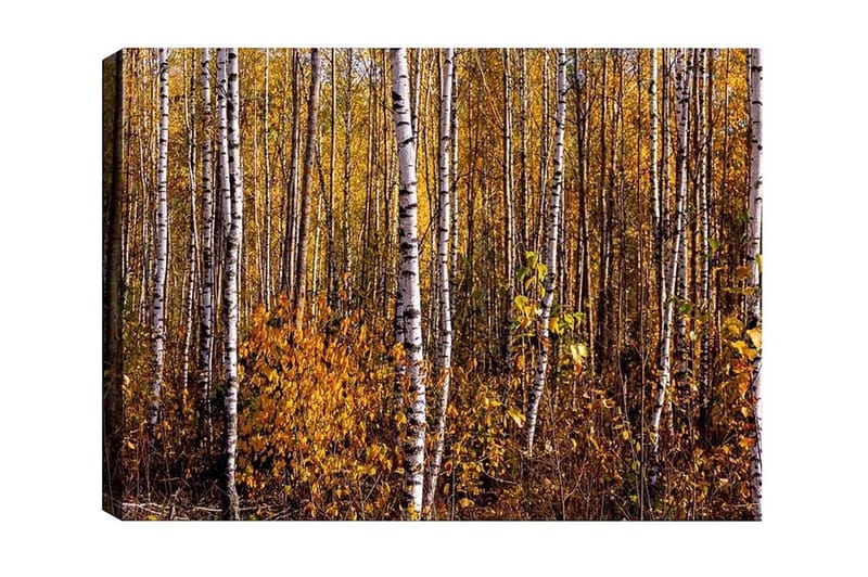 Canvastavla - Höstlig skog med björkar och gyllene löv, Guld / Vit / Brun