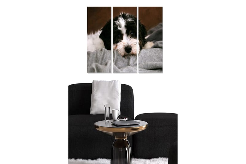 Canvastavla i trä 3-delar 50x70 cm - Söt hund som vilar på en mjuk filt - Svart / Vit / Grå - Inredning & dekor - Tavlor & konst - Canvastavla