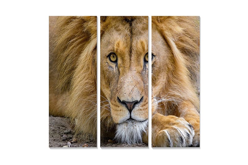 Canvastavla i trä 3-delar 50x70 cm - Storslagen lejonhuvud med intensiva ögon, Guld / Brun / Beige