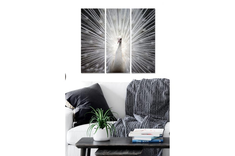 Canvastavla i trä 3-delar 50x70 cm - Vit påfågel med strålar av ljus bakom sig, Vit / Grå / Svart
