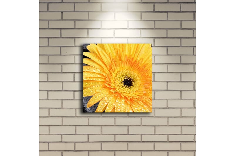 Canvastavla med LED-belysning 28x28 cm - Storslagen gul gerbera med droppar av vatten - Gul / Svart - Inredning & dekor - Tavlor & konst - Canvastavla