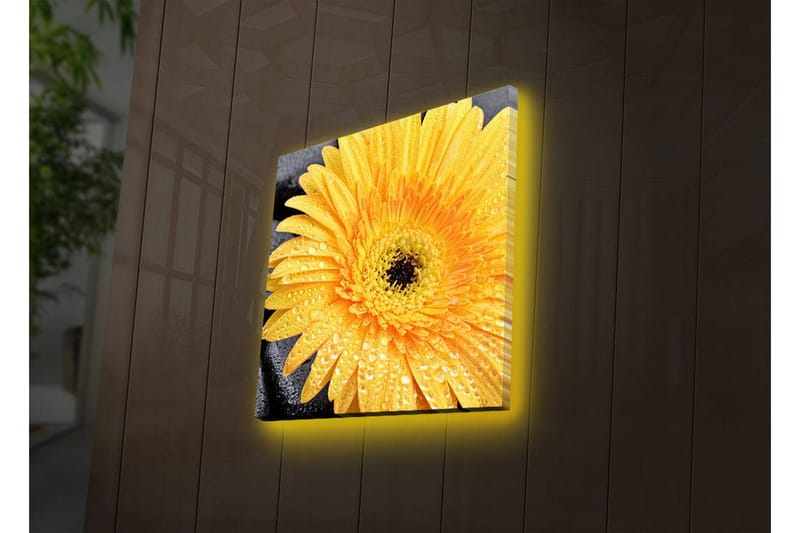 Canvastavla med LED-belysning 28x28 cm - Storslagen gul gerbera med droppar av vatten - Gul / Svart - Inredning & dekor - Tavlor & konst - Canvastavla