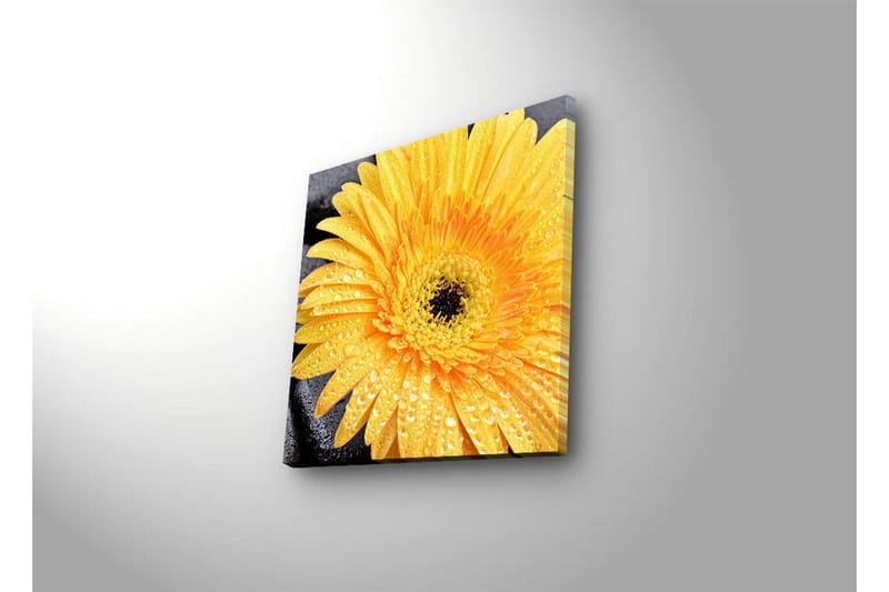 Canvastavla med LED-belysning 28x28 cm - Storslagen gul gerbera med droppar av vatten - Gul / Svart - Inredning & dekor - Tavlor & konst - Canvastavla