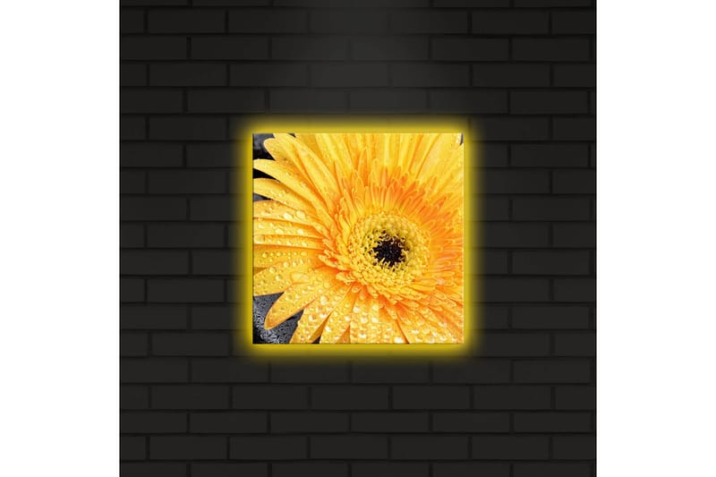 Canvastavla med LED-belysning 28x28 cm - Storslagen gul gerbera med droppar av vatten - Gul / Svart - Inredning & dekor - Tavlor & konst - Canvastavla