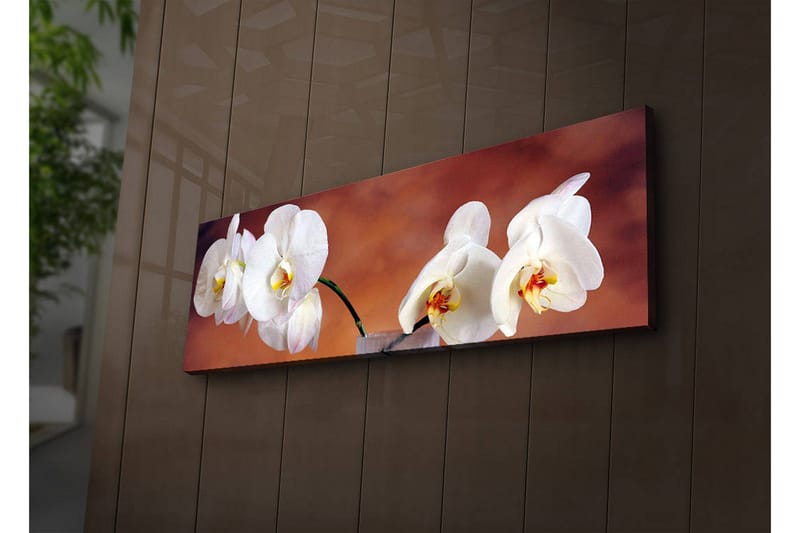 Canvastavla med LED-belysning 30x90 cm - Vackra vita orkidéer i en harmonisk komposition - Vit / Beige / Gul - Inredning & dekor - Tavlor & konst - Canvastavla
