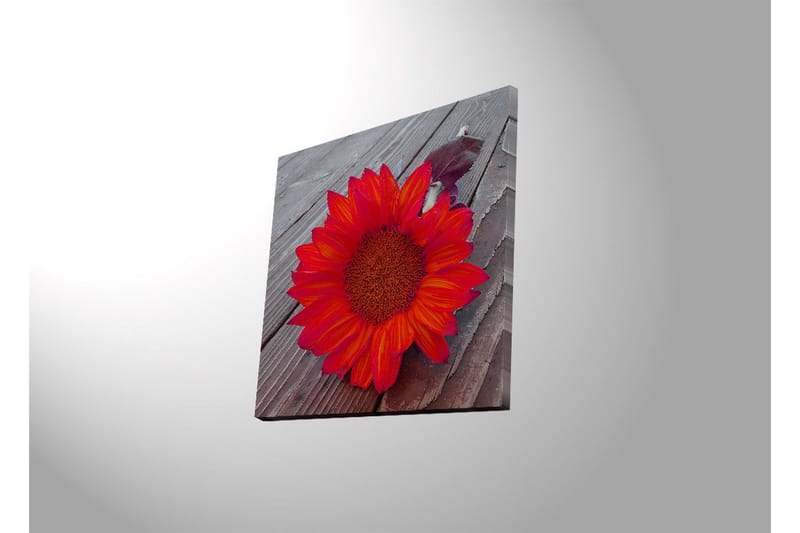 Canvastavla med LED-belysning 40x40 cm - Solros med intensiva röda och orangea blad - Röd / Orange - Inredning & dekor - Tavlor & konst - Canvastavla
