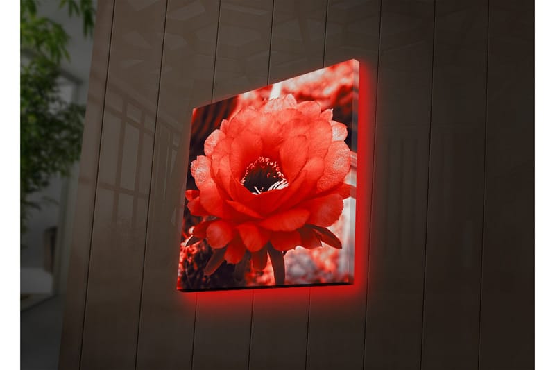 Canvastavla med LED-belysning 40x40 cm - Storslagen röd kaktusblomma i full blomning - Röd / Grå - Inredning & dekor - Tavlor & konst - Canvastavla
