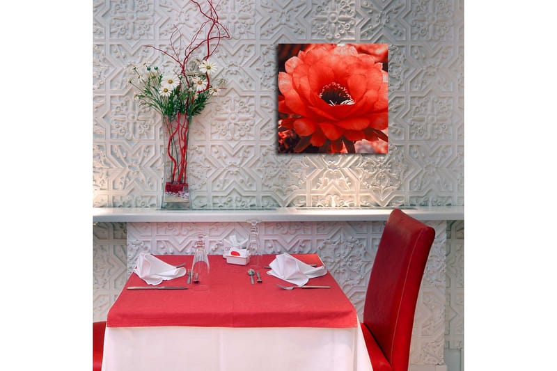 Canvastavla med LED-belysning 40x40 cm - Storslagen röd kaktusblomma i full blomning - Röd / Grå - Inredning & dekor - Tavlor & konst - Canvastavla