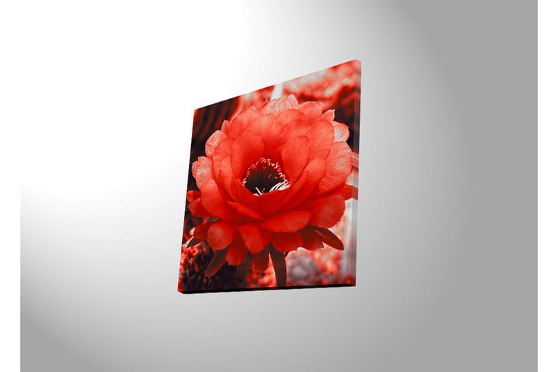 Canvastavla med LED-belysning 40x40 cm - Storslagen röd kaktusblomma i full blomning - Röd / Grå - Inredning & dekor - Tavlor & konst - Canvastavla