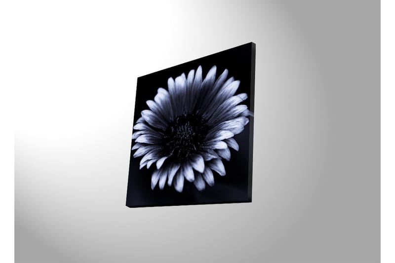 Canvastavla med LED-belysning 40x40 cm - Svartvit blomma med detaljerade kronblad - Svart / Vitt - Inredning & dekor - Tavlor & konst - Canvastavla