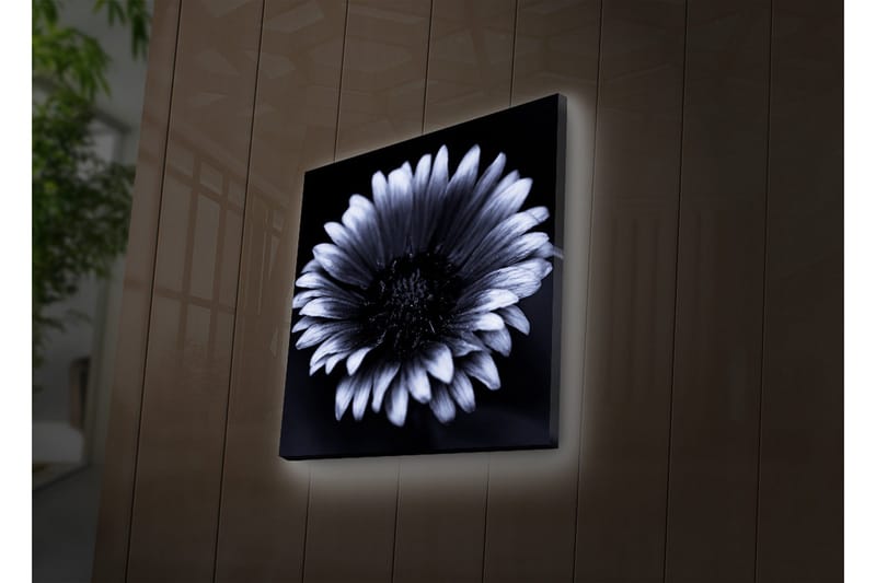 Canvastavla med LED-belysning 40x40 cm - Svartvit blomma med detaljerade kronblad - Svart / Vitt - Inredning & dekor - Tavlor & konst - Canvastavla