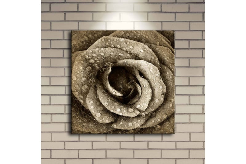 Canvastavla med LED-belysning 40x40 cm - Vacker ros med droppar av vatten - Beige / Brun / Grå - Inredning & dekor - Tavlor & konst - Canvastavla