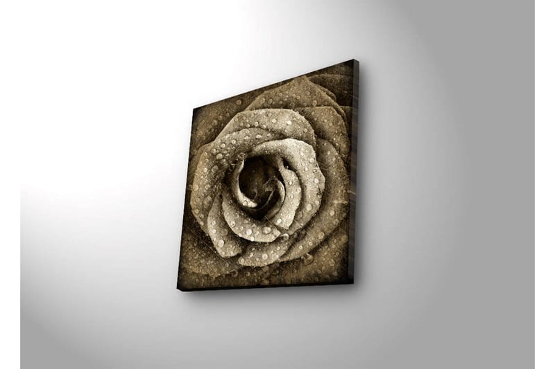 Canvastavla med LED-belysning 40x40 cm - Vacker ros med droppar av vatten - Beige / Brun / Grå - Inredning & dekor - Tavlor & konst - Canvastavla