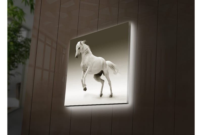 Canvastavla med LED-belysning 40x40 cm - Vit häst i rörelse - Vit / Grå - Inredning & dekor - Tavlor & konst - Canvastavla