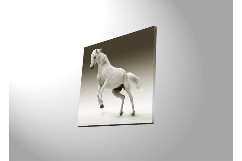 Canvastavla med LED-belysning 40x40 cm - Vit häst i rörelse - Vit / Grå - Inredning & dekor - Tavlor & konst - Canvastavla