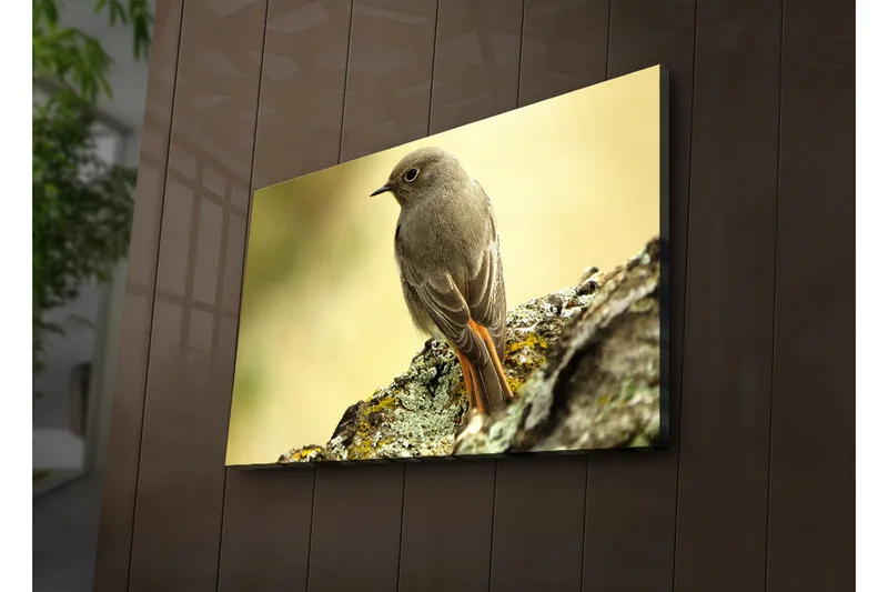 Canvastavla med LED-belysning 45x70 cm - Fågel som sitter på en sten med en mjuk bakgrund - Grå / Orange / Beige - Inredning & dekor - Tavlor & konst - Canvastavla