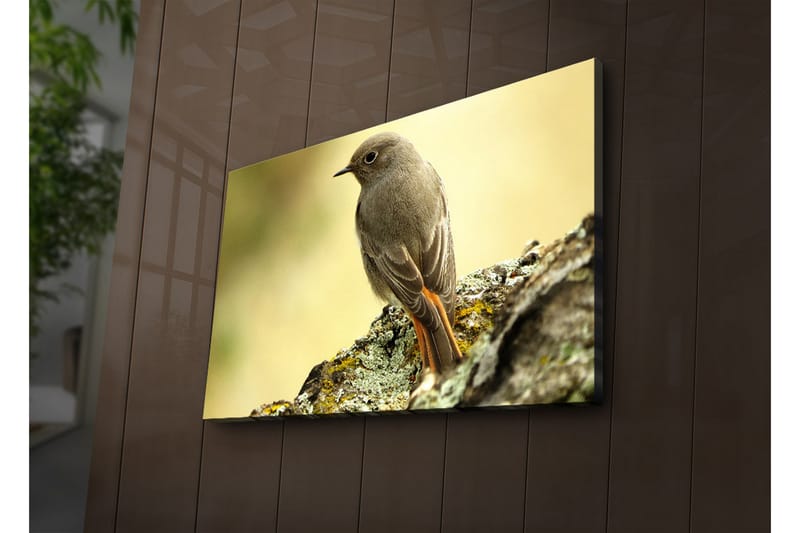 Canvastavla med LED-belysning 45x70 cm - Fågel som sitter på en sten med en mjuk bakgrund - Grå / Orange / Beige - Inredning & dekor - Tavlor & konst - Canvastavla