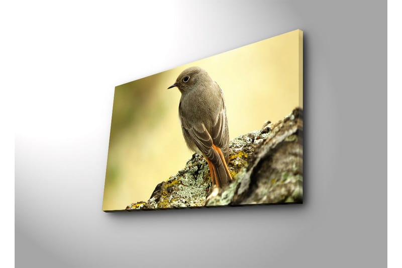 Canvastavla med LED-belysning 45x70 cm - Fågel som sitter på en sten med en mjuk bakgrund - Grå / Orange / Beige - Inredning & dekor - Tavlor & konst - Canvastavla