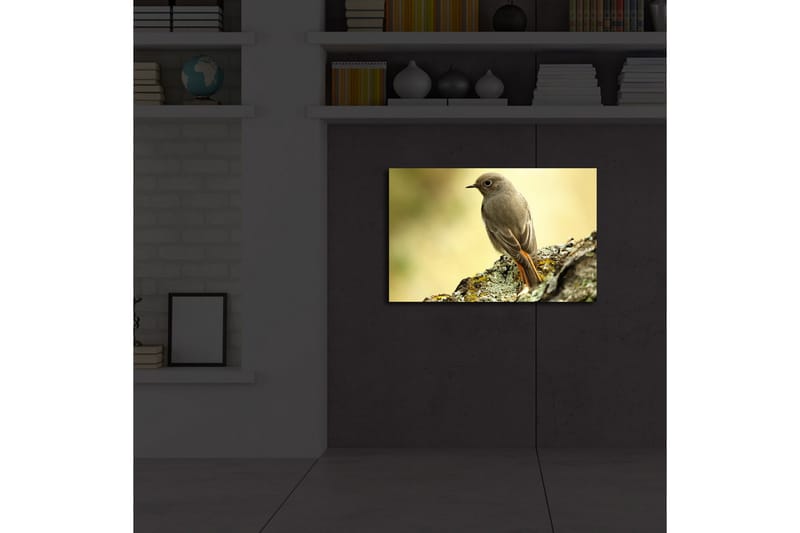 Canvastavla med LED-belysning 45x70 cm - Fågel som sitter på en sten med en mjuk bakgrund - Grå / Orange / Beige - Inredning & dekor - Tavlor & konst - Canvastavla