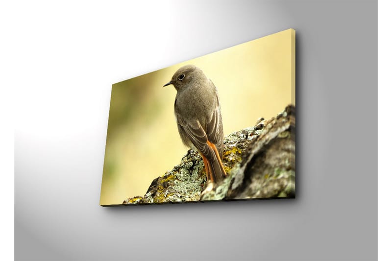 Canvastavla med LED-belysning 45x70 cm - Fågel som sitter på en sten med en mjuk bakgrund - Grå / Orange / Beige - Inredning & dekor - Tavlor & konst - Canvastavla